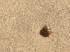 Harmonia antipoda