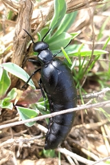 Berberomeloe tenebrosus