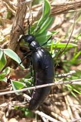 Berberomeloe tenebrosus