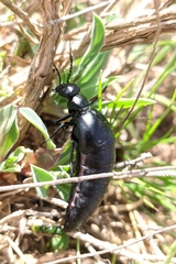 Berberomeloe tenebrosus
