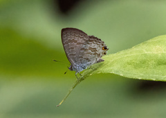 Catopyrops florinda