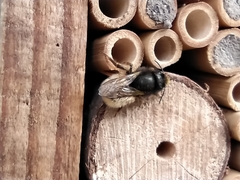 Osmia cornuta