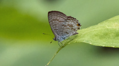 Catopyrops florinda