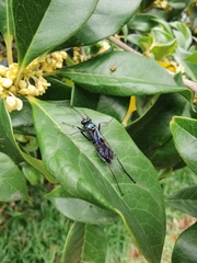 Chlorocryptus purpuratus