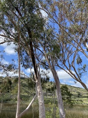 Eucalyptus cladocalyx