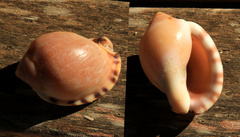 Semicassis zeylanica