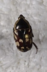 Stalagmosoma cynanki