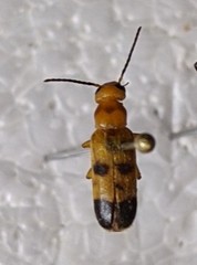 Nemognatha chrysomelina