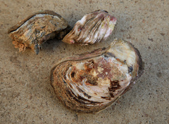 Striostrea margaritacea