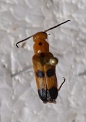 Nemognatha chrysomelina