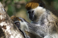 Chlorocebus aethiops