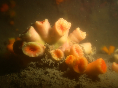 Cladopsammia eguchii