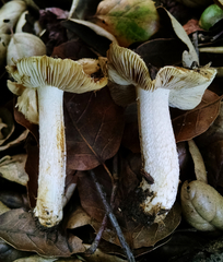 Pseudosperma sororium