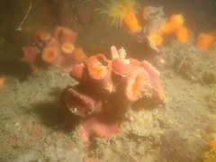 Cladopsammia eguchii