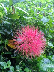 Scadoxus
