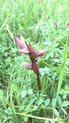 Bilamellaria