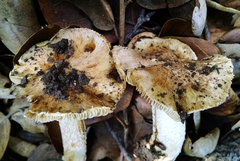 Pseudosperma sororium