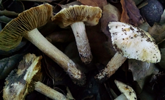 Pseudosperma sororium