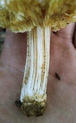 Pseudosperma sororium