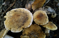 Pseudosperma sororium