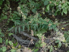 Hieracium robustum