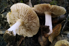 Pseudosperma sororium