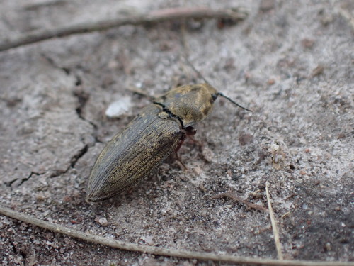 Chequered click beetle photo 4