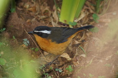 Cossypha semirufa