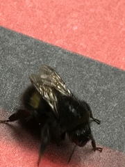Bombus lucorum