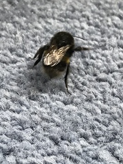 Bombus lucorum