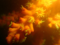 Dendrophyllia ijimai