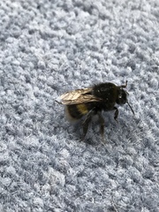 Bombus lucorum