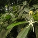 Tabernaemontana odoratissima - Photo (c) BenJee,  זכויות יוצרים חלקיות (CC BY-NC), uploaded by BenJee