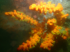 Dendrophyllia ijimai