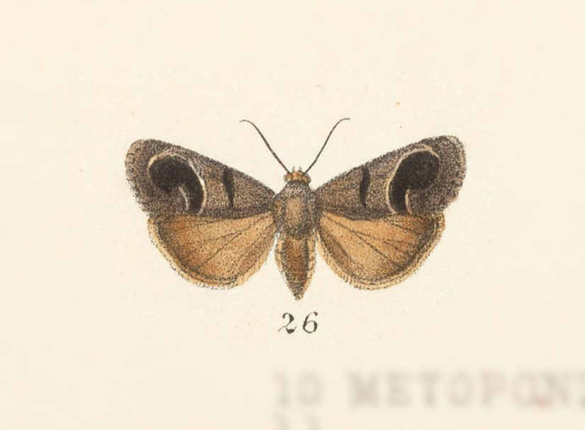 Tarache cratina