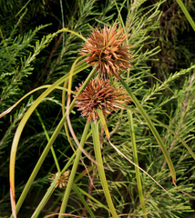 Cyperus brevis