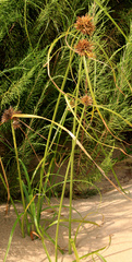 Cyperus brevis