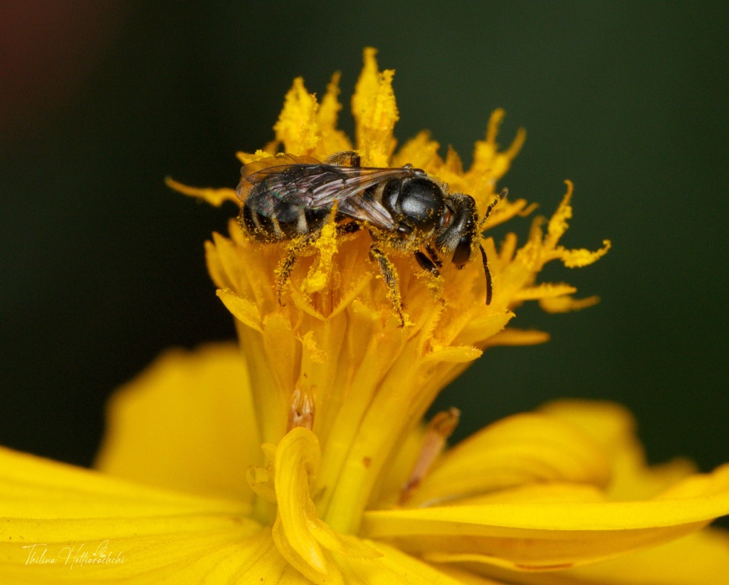 White Combed-Sweat Bee
