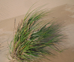 Thinopyrum distichum