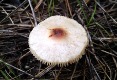 Lepiota cristata