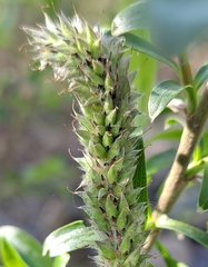 Salix udensis