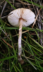 Lepiota cristata