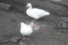 Anser anser domesticus