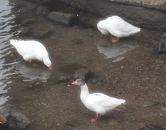 Anser anser domesticus