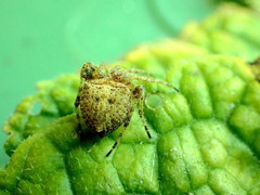 Novakiella