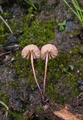 Marasmius siccus