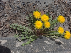 Taraxacum officinale