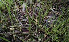 Marasmius siccus