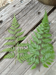 Davallia divaricata