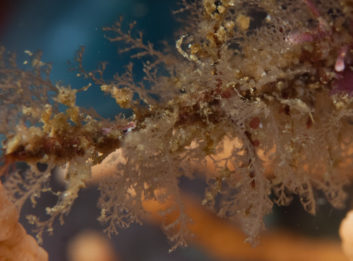 Kirchenpaueria halecioides